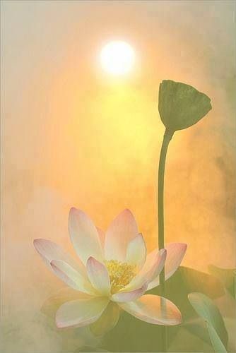 nenupahr 1 programme