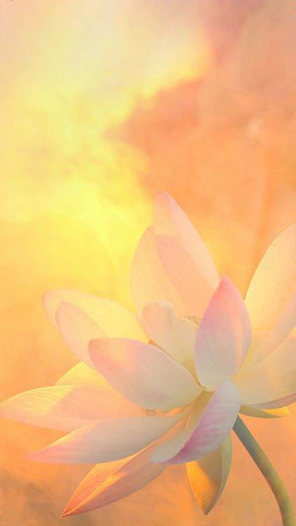 nenuphar 2 programme