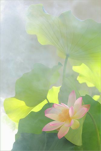 nenuphar 4 programme satori